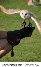 Barn Owl Taking Flight At The Village Fete. 