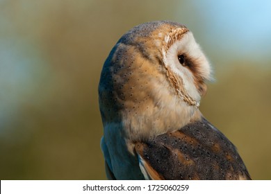 A barn owl turns its head back