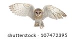 Barn Owl, Tyto alba, 4 months old, portrait flying against white background