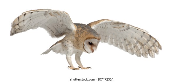 Barn Owl, Tyto Alba, 4 Months Old, Flying Against White Background