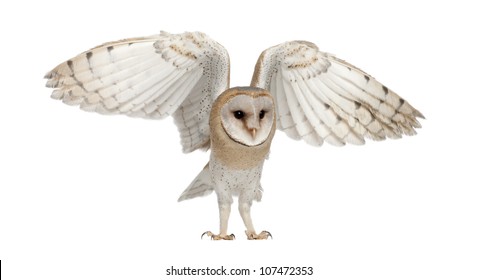 Barn Owl, Tyto Alba, 4 Months Old, Flying Against White Background