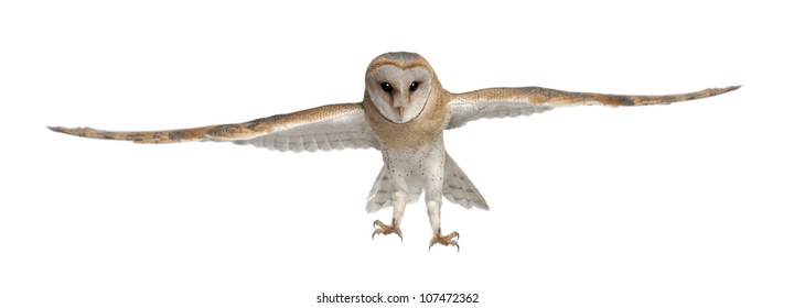 Barn Owl, Tyto Alba, 4 Months Old, Portrait Flying Against White Background