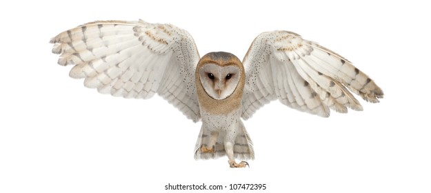 Barn Owl, Tyto alba, 4 months old, portrait flying against white background