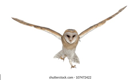 Barn Owl, Tyto Alba, 4 Months Old, Portrait Flying Against White Background