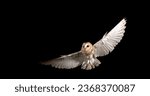 Barn Owl, tyto alba, Adult in flight, Normandy