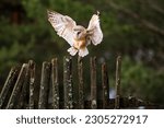 Barn Owl - Tyto alba, beautiful iconic orange owl from worldwide forests and woodlands, Czech Republic.