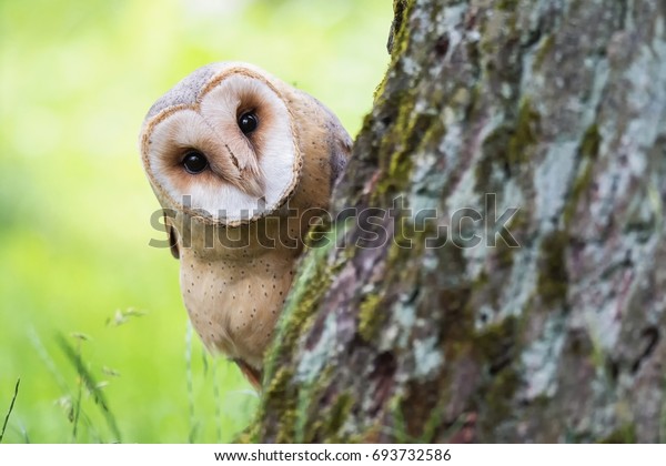 Barn Owl Tyto Alba Beautiful Owl Stock Photo Edit Now 693732586