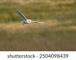 Barn Owl Tyto alba bird hunting in lancashire moorland in late evening sunlight with bokeh of grassland to background flying left to right no people caption space below. UK wildlife