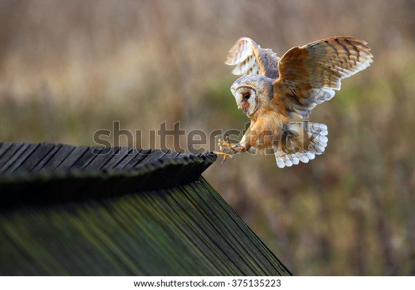 Barn Owl Tyto Alba Bird Landing Stock Photo Edit Now 375135223