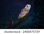 Barn owl (tyto alba) dusk nocturnal barn owl looks at the camera with a dusky blue background. Wildlife in Yorkshire, england.