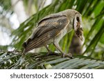 Barn owl (Tyto alba) eating its prey on nature habitat