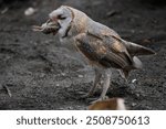 Barn owl (Tyto alba) eating its prey on nature habitat