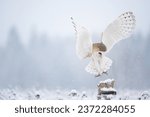 The Barn owl (Tyto alba) flies like an angel in a snowy and frosty winter meadow. Portrait of a owl in the nature habitat.