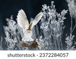 The Barn owl (Tyto alba) flies like an angel in a snowy and frosty winter meadow. Portrait of a owl in the nature habitat.