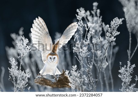 The Barn owl (Tyto alba) flies like an angel in a snowy and frosty winter meadow. Portrait of a owl in the nature habitat.