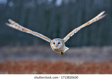 Barn Owl, Tyto alba, flight above red grass in the morning. Wildlife bird scene from nature. Cold morning sunrise, animal in the habitat. Bird in the forest. Owl fly with open wings.        - Powered by Shutterstock