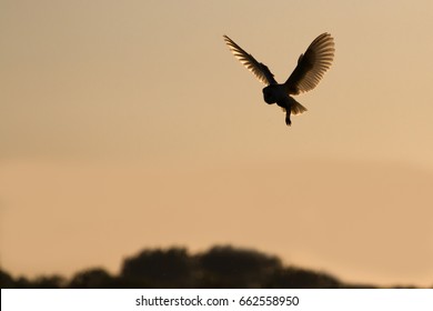 Barn Owl (Tyto Alba) hunting at dusk in rural countryside