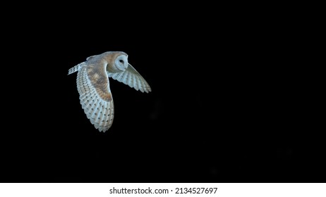 Barn owl (Tyto alba) isolated against a black background. Beautiful nocturnal bird hunting at night.