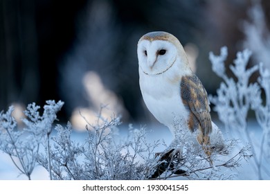 Barn Owl (Tyto Alba) At Morning In Winter Time. On Meadow.