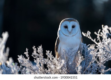 Barn Owl (Tyto Alba) At Morning In Winter Time. On Meadow.