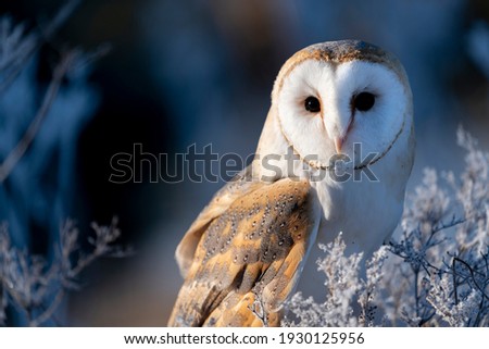 barn owl (Tyto alba) at morning in winter time. On meadow.