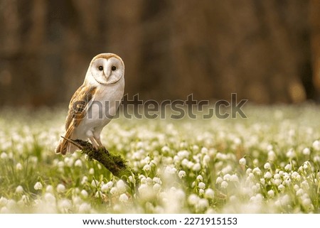 The barn owl (Tyto alba) is the most widely distributed owl in the world. Spring Snowflake (Leucojum vernum) is a flowering plant in the spring forest. Beautiful carpet of flowering spring snowflake.
