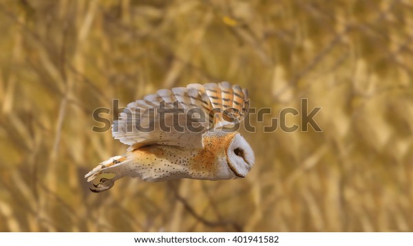 Barn Owl Tyto Alba Natural Habitat Stock Photo Edit Now 401941582