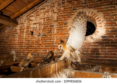 Owl Nest Images Stock Photos Vectors Shutterstock