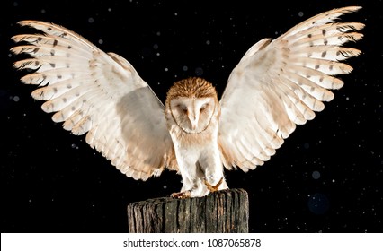 Barn Owl (tyto Alba) Perched In A Rainy Night. Madrid (Spain)