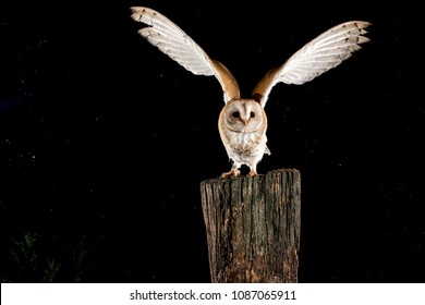 Barn Owl (tyto Alba) Perched In A Rainy Night. Madrid (Spain)