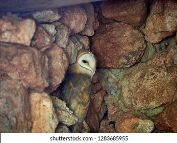 Barn Owl (Tyto Alba) Rapacious Of Average Size, Slender Aspect, Long Legs And Voluminous Head, That Shines A Contrasted Plumage In Which Predominate The Tawny And Golden Tones In The Back And The Pure