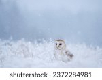 The Barn owl (Tyto alba) sitting on a botton like an angel in a snowy and frosty winter meadow. Portrait of a owl in the nature habitat.