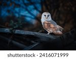 Barn owl (Tyto alba) sitting on a wooden roof. Dark forest in background. Barn owl portrait. Owl sitting on roof. Owl on roof.