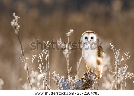 The Barn owl (Tyto alba) sitting on a botton like an angel in a snowy and frosty winter meadow. Portrait of a owl in the nature habitat.