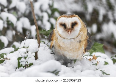 Barn Owl (Tyto Alba) In Snow During The Winter.