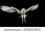 Barn Owl, Tyto alba, Texas, United States