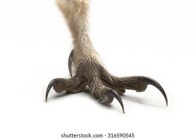 Barn Owl Tyto Guttata Claw Isolated Stock Photo (Edit Now) 316590578