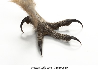 Barn Owl Tyto Guttata Claw On Stock Photo 316590560 | Shutterstock