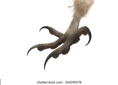 Barn Owl, Tyto Guttata, Claw Isolated On White