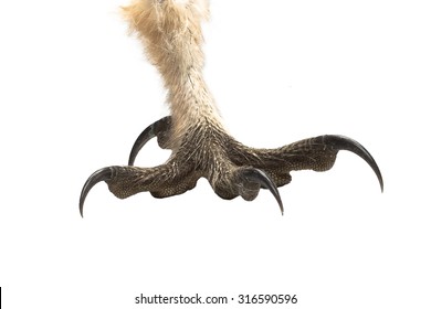 Barn Owl Tyto Guttata Claw Isolated Stock Photo (Edit Now) 316590578