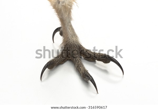 Barn Owl Tyto Guttata Claw On Stock Photo (Edit Now) 316590617