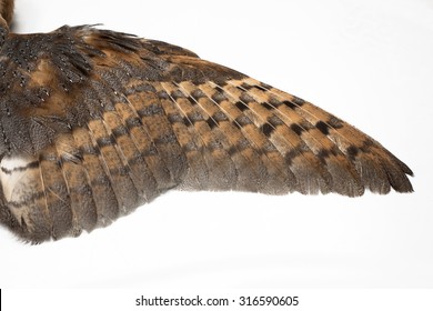 Barn Owl, Tyto Guttata, Wing Isolated On White