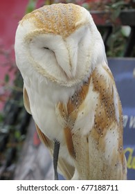 Barn Owl - UK Countryside Bird