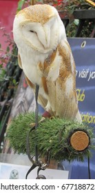 Barn Owl - UK Countryside Bird