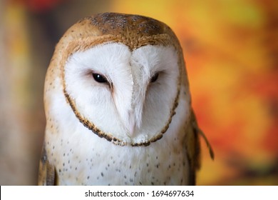 Barn Owl Upstate New York Adirondacks Winter Raptor Fest