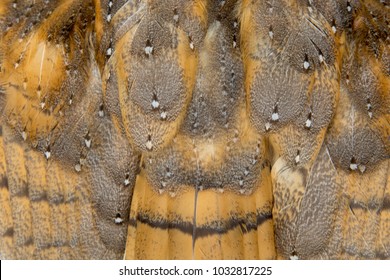 Barn Owl wings with beautiful texture.
