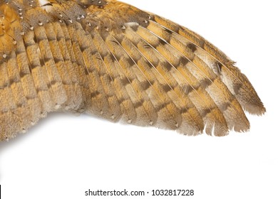 Barn Owl Wings With Beautiful Texture.