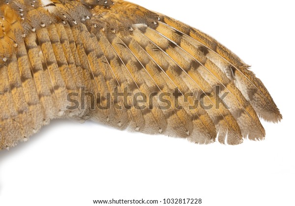 Barn Owl Wings Beautiful Texture Stock Photo Edit Now 1032817228