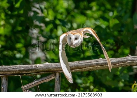 A Barn Owl at the Wye Marsh Wildlife Centre in Midland, Ontario