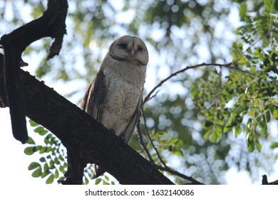 Owl Leg Images Stock Photos Vectors Shutterstock